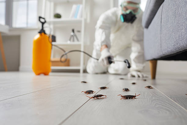 Commercial Rodent Management in Danville